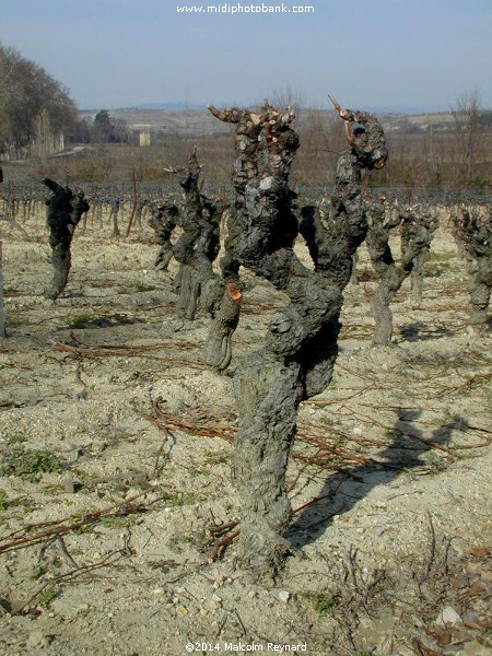 Mid Winter Vines in the Languedoc