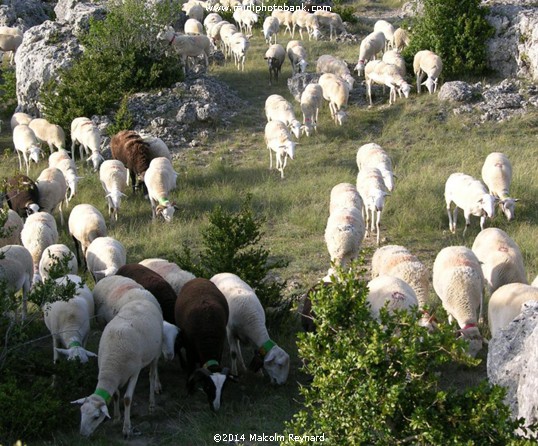 The Roquefort  Adventure 