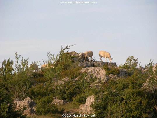 The Roquefort  Adventure 