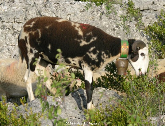 The Roquefort  Adventure 