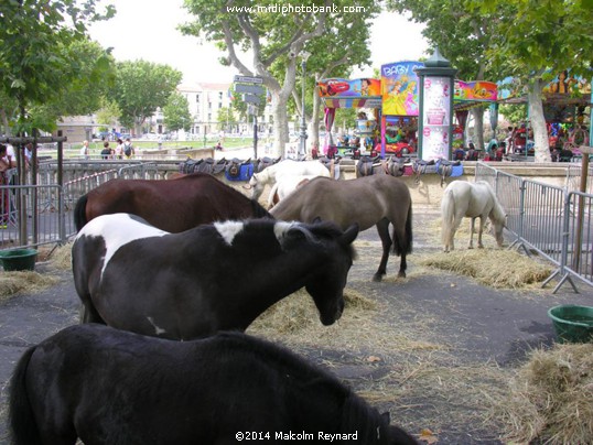 Equestrian Day in Béziers