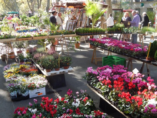 Béziers - Friday Flower Market