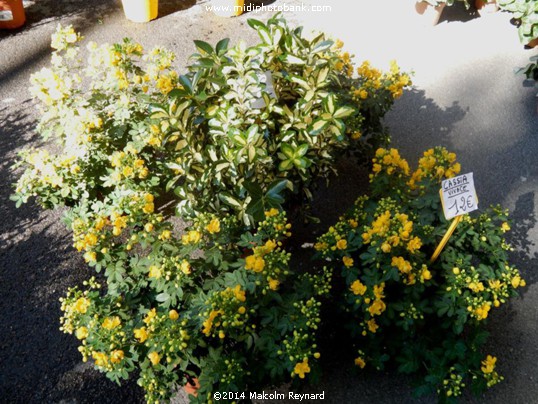 Béziers - Friday Flower Market