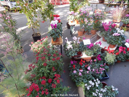 Béziers - Friday Flower Market