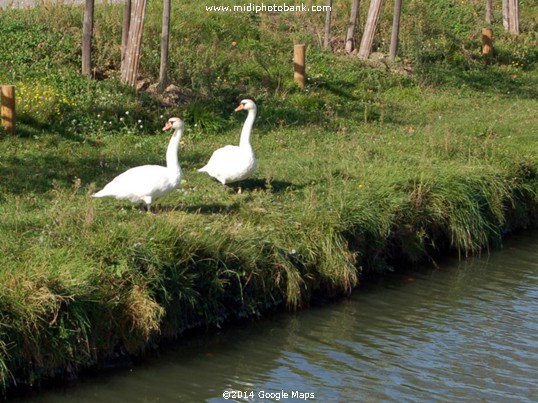 Midi Canal ― Wildlife