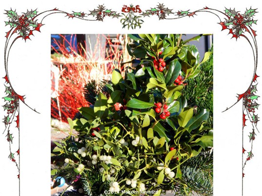 The Holly and the Ivy ― plus other flowers of Noël