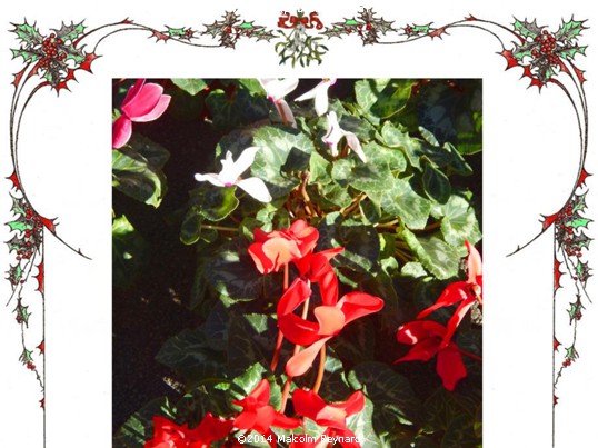 The Holly and the Ivy ― plus other flowers of Noël