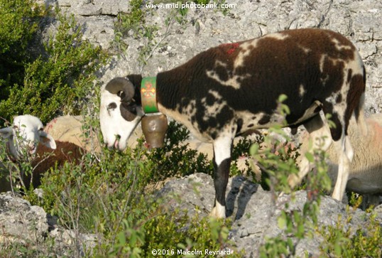 Aveyron - La Cavalerie - Larzac