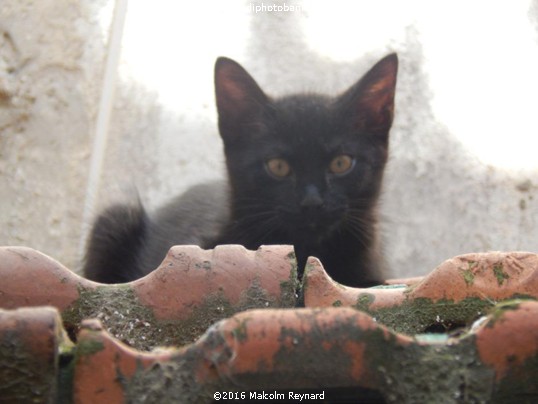 "Cats on a Hot Tile Roof"