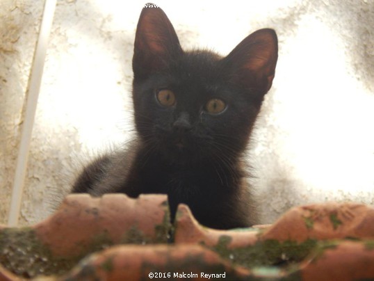 "Cats on a Hot Tile Roof"