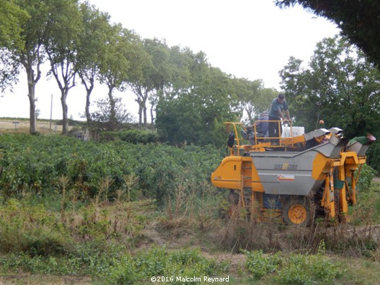 Vendanges in the Herault