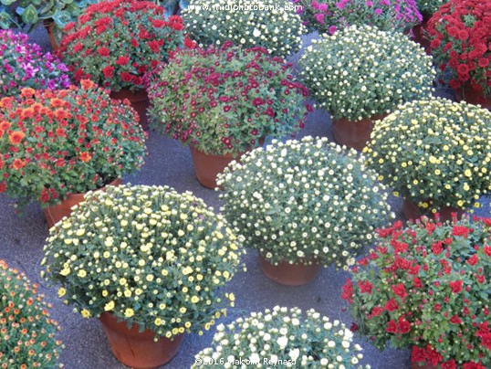 Autumn - La Toussaint