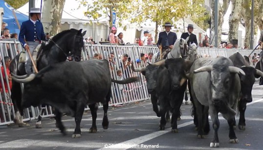 Feria de Béziers - 2017