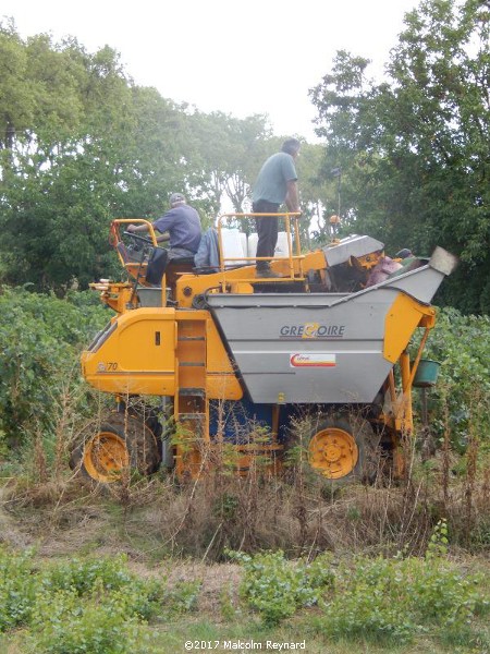 Vendanges in the Herault