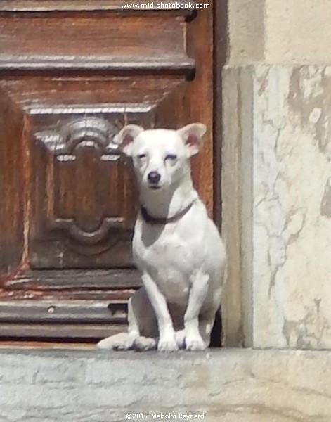 Corbières Guard Dog