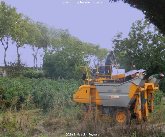 Vendanges - 2018