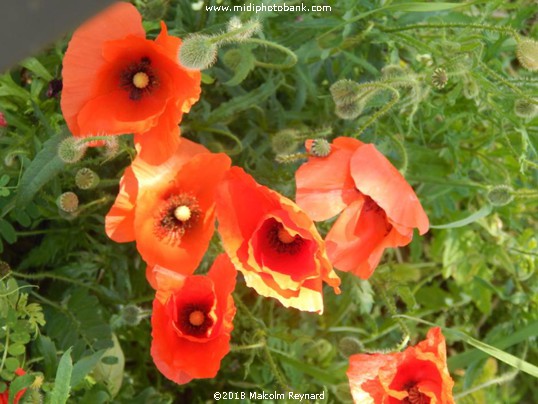 Poppies ........