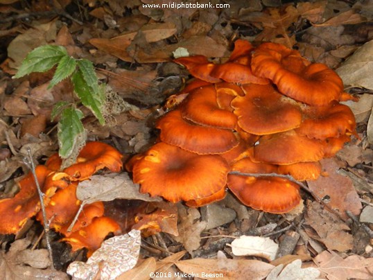 Autumn Fungi in a park in Béziers