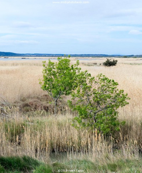 The "Temple of Venus" & l'Etang du Vendres