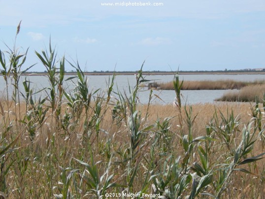 The "Temple of Venus" & l'Etang du Vendres