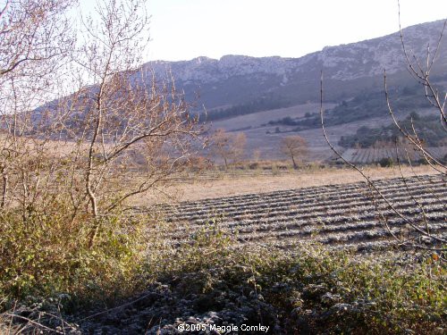 AUDE - Corbières