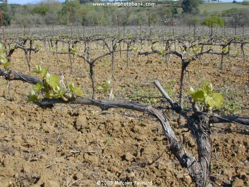 HERAULT - Languedoc