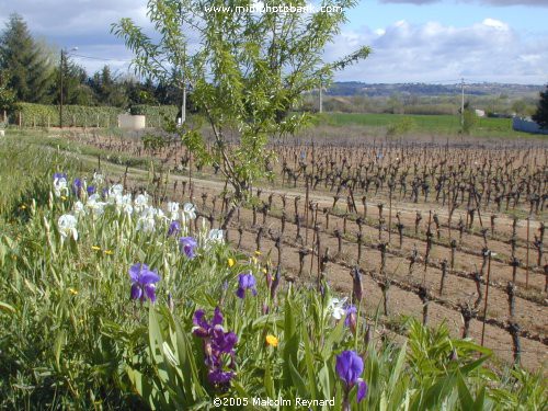 HERAULT - Languedoc