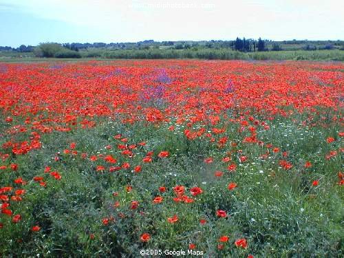 Poppies