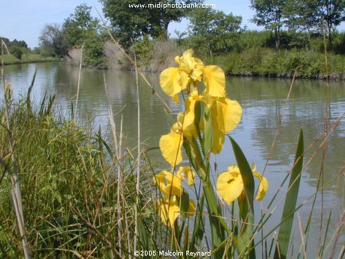 AUDE - Canal du Midi