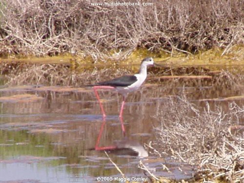 AUDE - Etang de Bages