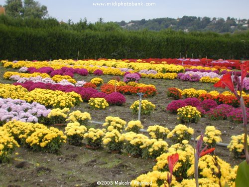 Chrysanthemums