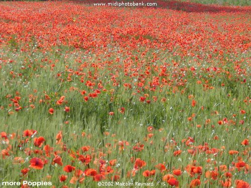 Poppies