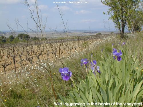 HERAULT