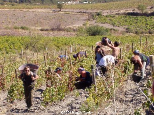 The Grape Harvest