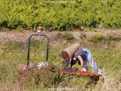 The Grape Harvest