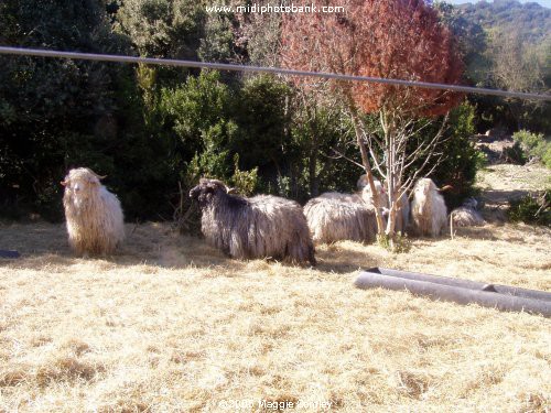 Angora Goats