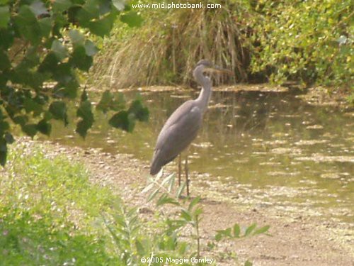 Wildlife in the Corbières