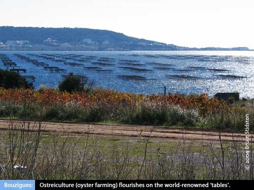 Bouzigues Oyster Beds