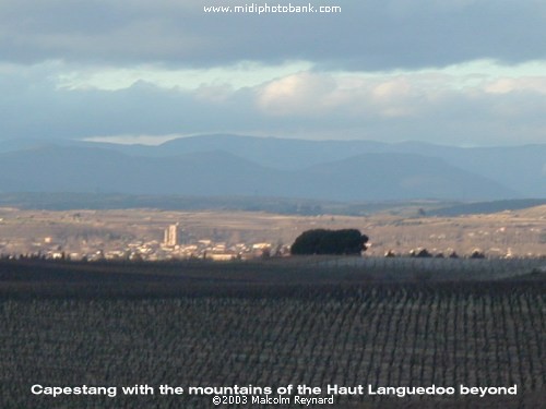 Winter Vineyards