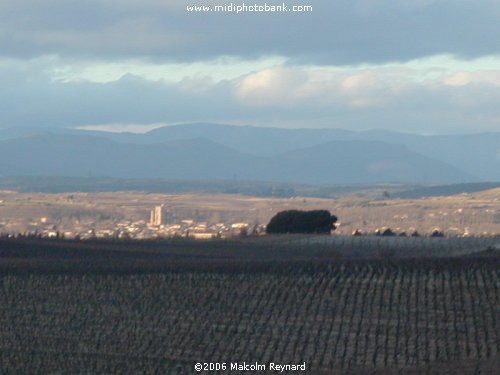 Winter Vineyards