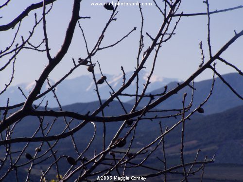 Mount Canigou - The Pyrenées