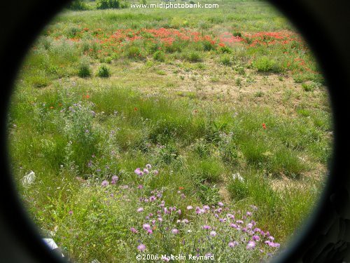 Wild Flowers