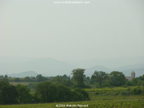 Languedoc Vineyard