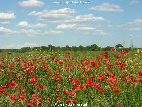 Wild Poppies