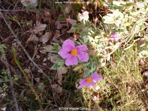 Wild Flowers of the Garrige