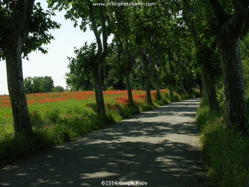 Poppies