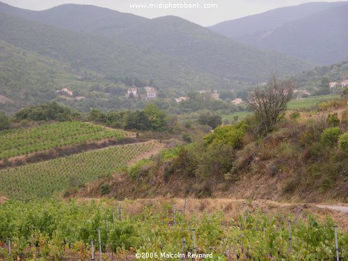 The Wines of the Languedoc