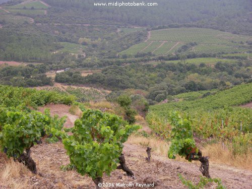 The Wines of the Languedoc