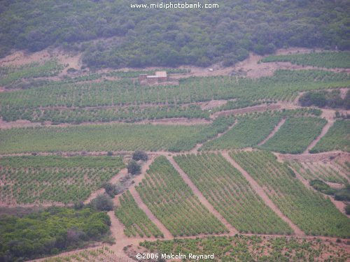 The Wines of the Languedoc