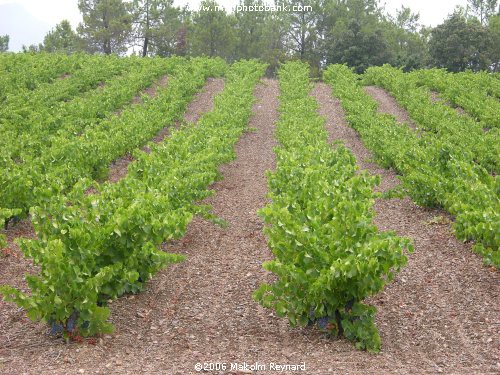 The Wines of the Languedoc